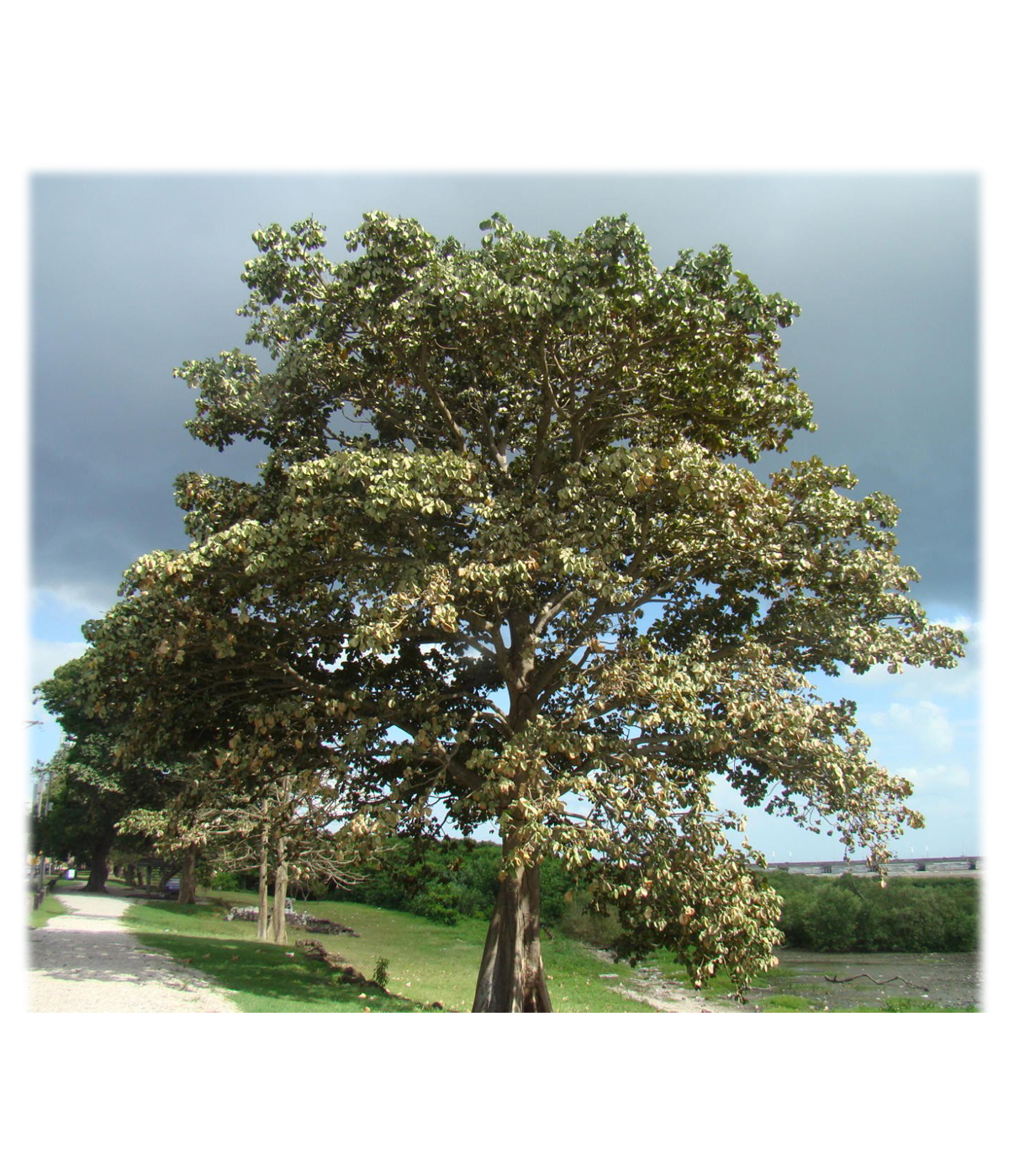 Madroño Arbol Nacional